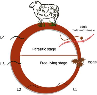 UDP-Glycosyltransferases and Albendazole Metabolism in the Juvenile Stages of Haemonchus contortus